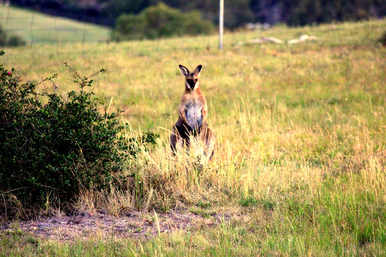 wallaby at waterfall way farmstay