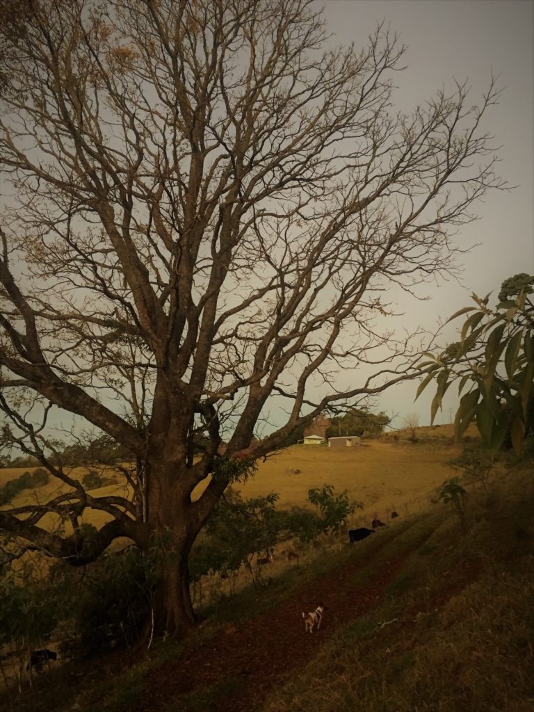 view from the farm at house on a hill