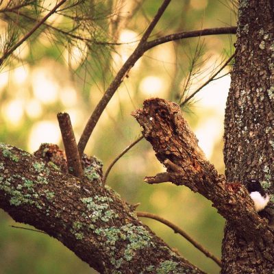 Fall asleep to the lovely whishing of the She-Oaks in the breeze and the calls of the Willy Wagtail!