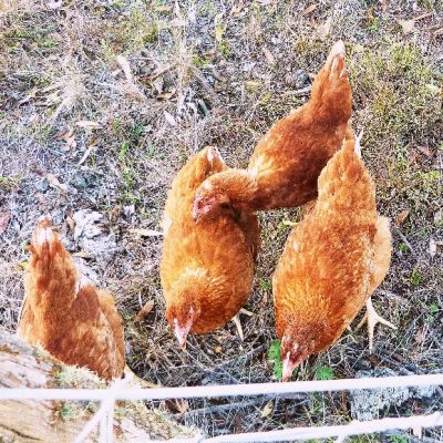 chooks at waterfall way farmstay