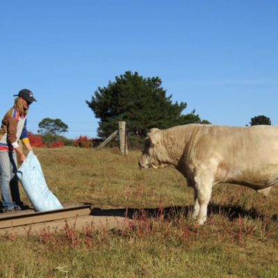 feeding the cows waterfall way farmstay