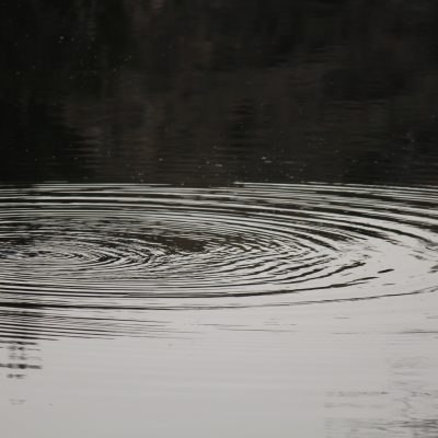 Platypus making ripples in the Oaky River